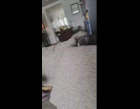 Cat hiss at excited brown dog sofa