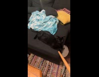 Wand changing cat color