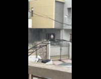 Pigeon on the railings while it rains