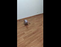 Sphynx cat bite stick toy then spins around