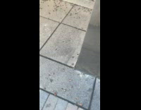 Lanternflies on the ground outside of building