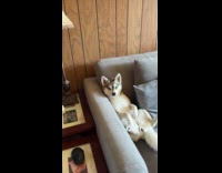Dog sits like human while watching tv