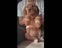 Woman hold golden retriever puppy dance to music