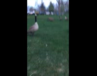 Girl asks large goose whats up park