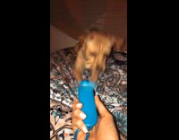 Collab BitchIG2 - Brown dog tries to hit blue fan 