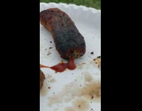 Wasp eat ketchup from food white plate