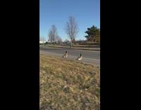 Two brown and black geese cross the street