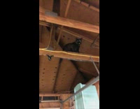 Woman finds her cat on the garage ceiling 