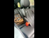 Collab BitchMP - Red bird sitting in girls car on arm rest 