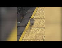 Rat Skips on Yellow Lane in Subway Platform