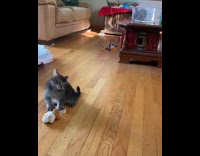 Grey kitten jumps purple orange feather toy