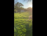 Golden retriever puppy dog runs grass sunset