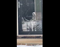 Nervous dog left by owner hits door