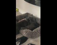 Two black cats groom each other ball 