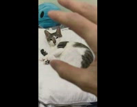 Two cats lay on the bed and massage the head