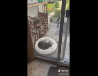 Raccoon sleeping in cat bed outside backyard 