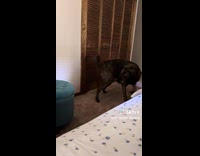 Dog excited energy in the morning