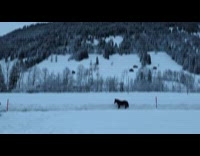 Horse galloping through pathway