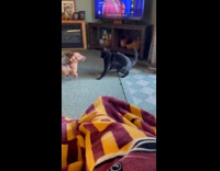 Dog and cat plays wrestle each other 