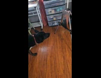 Dog sniff cat painting thought its real