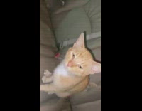 Girl trying to get stray cat out of car surrounded