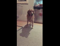 Golden retriever with three legs enjoys watching owner throw balls around 