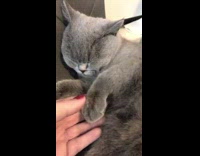 Shorthair cat gets pet on paws 