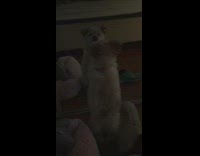 Small white puppy barking and playing with itself in the mirror