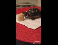 Turtle on table eating cake 