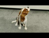 Brown white puppy bark turn head ddoi video