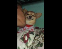 Puppy smiles at camera in pajamas 