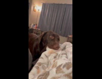 Brown dog bites blanket on the couch 