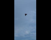 Collab WINY - Bald eagle balloon float away in the sky