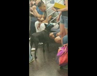 medium black dog with blue glasses on train