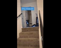 Dog chases owner down stairs through house 