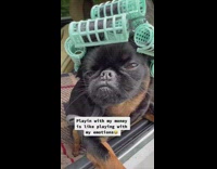 Dog with hair rollers leans out window