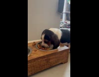 Collab Clips MPUGC - Puppy puts paws on bowl while eating 