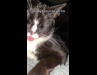 Cat sleeping with tongue out