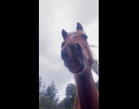 Horse sneaks up behind man while filming creek 