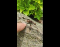 Dragonfly on rock touch finger slow motion