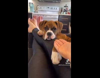 Lady puts hand out puppy gives paw 