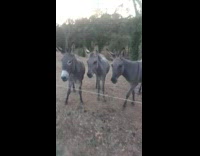 Herd of donkey follows filmer for them to feed