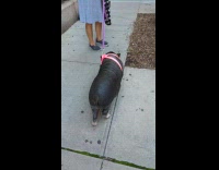 Woman with black pig on a leash