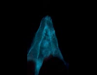 Collab Clips MPUGC - Woman swims in water with Noctilucas Scintillans