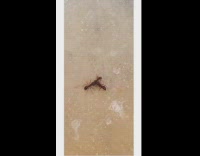 Three ants pull small food man says wee woo wee