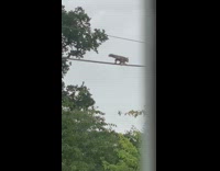 Squirrel crawl over electric wire cross trees
