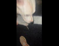 Painted white leaf over parking line 