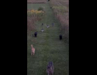 Collab Clips MPUGC - Submitter walking on field with pet cats 