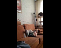 Gray cat jump on sofa slow motion