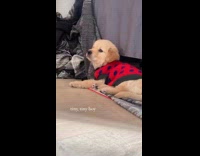 Collab AnimalIG - Lady hangs out with white dog puppy around house